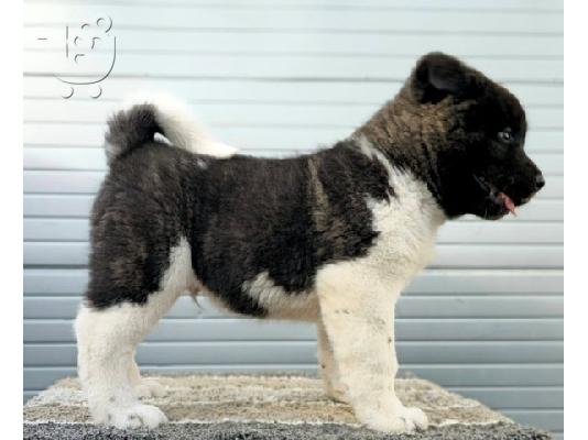 American Akita, διαθέσιμα κουτάβια